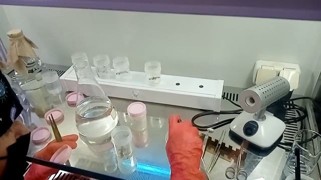 Микроклоналка Стерилизация эксплантов на самодельной магнитной мешалки, сразу шесть сортов смотреть онлайн