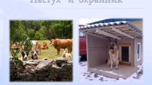 презентация Собака друг человека