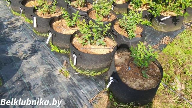 Новинка! Жимолость Японской селекции. Maxin, Colin, Lori, Tomi, Willa. Belklubnika.by смотреть онлайн