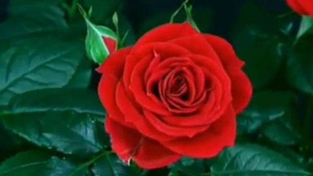 Природа полна чудес. Как распускается роза. Неописуемая красота цветов. Красная роза распустилась