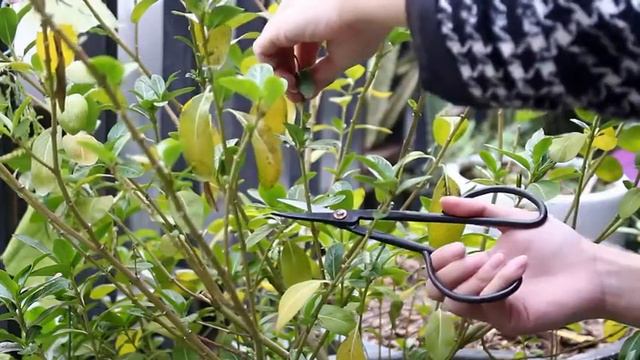 MOSFiATA 13 Piece Bonsai Tool Set | Amazon | Review смотреть онлайн