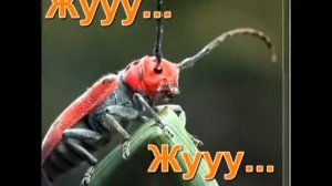Логоритмика - жук жук пожужжи, как летаешь пожужжи