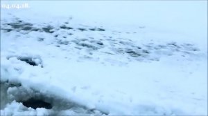Вот это рыбалка 2018!!! Свежайшая нарезка. Огромная арапайма.