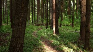 Пение птиц в утреннем лесу | Звуки природы для релакса