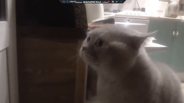 Кот говорит,открой дверь смотреть онлайн