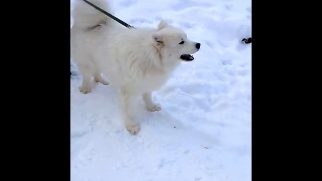 #Самоедская собака. Выходные.