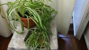 Хлорофитум кудрявый. Детки