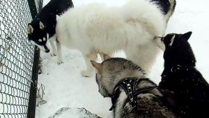 Бой  Акита Ину против двух Хаски и одного метиса