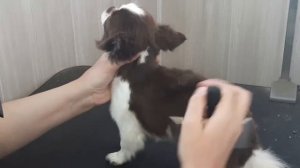 Чихуахуа-Миланья...посетили груминга...Классная стрижка...Советуем посмотреть....