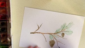 Зимний альбом. Рисуем ароматную веточку сосны с шишками. Пошаговое рисование акварелью