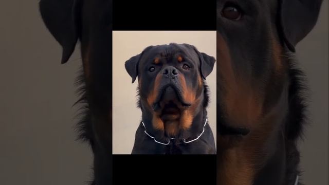 Enjoy The Black Beauty Breed Rottweiler ?