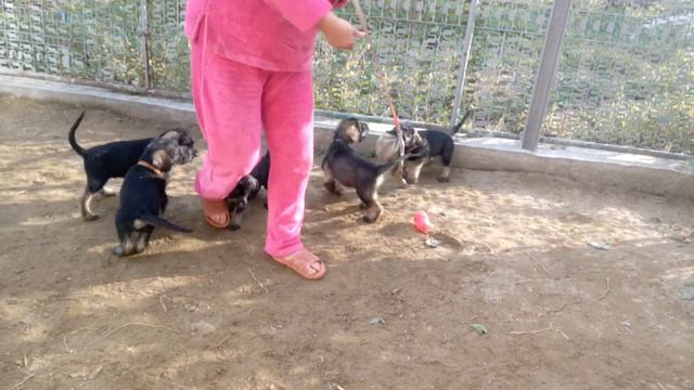 Ризеншнауцеры щенки смотреть онлайн