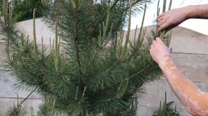 ПЫШНАЯ КРАСИВАЯ СОСНА СВОИМИ РУКАМИ