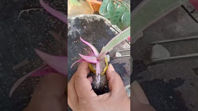 planting in a coconut sepal Rhoeo spathacea tricolour