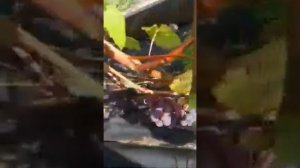 виноград таежный