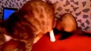 Кошка и ласка дерутся 2019