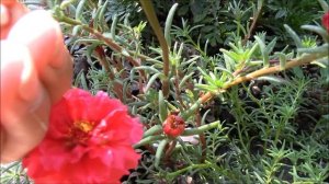 Портулак.  Красивое и неприхотливое растение портулак крупноцветковый