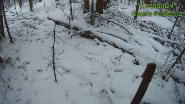 4 заезд Большой круг Белки и Первый Соболь (1 часть) 04 11 20 смотреть онлайн