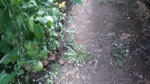 Можно ли выращивать огурцы и помидоры в одной теплице