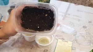 ЧТО ЗА "ЗВЕРЬ" ТАКОЙ - ПЕПИНО??!!?