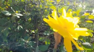 #нарциссГолденДукат / Нарцисс махровый Голден Дукат(лат. nurcissus ). Группа IV.