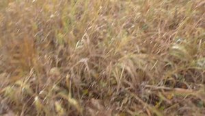 Охота на копытных в тайге 2021 году ч2 Лось вылетел прямо на меня.Moose hunting сame right out at m