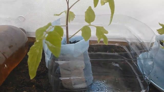 11. На Ямале. Тоннель в теплице для рассады томатов, без подогрева. (16.05.18г.) смотреть онлайн