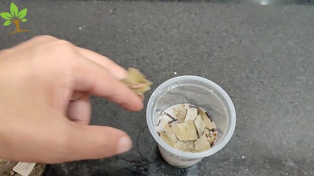 É Só Misturar SAL GROSSO Com ÁLCOOL E Não Precisa Mais Comprar No Mercado