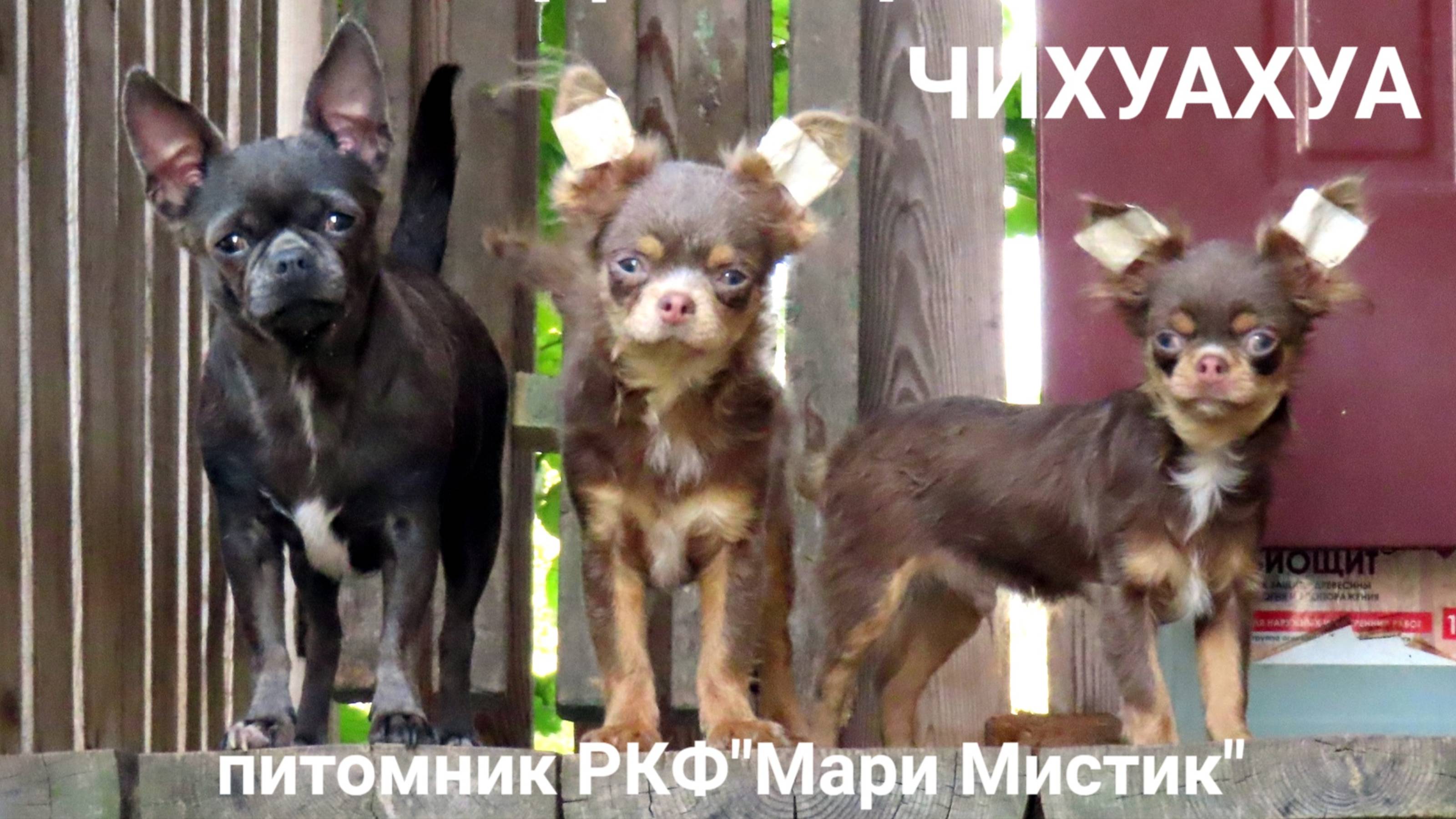 Самый ХРАБРЫЙ #щенок_чихуахуа #ЛИЛОВОГО_окраса_ЧИХУАХУА #купитьчихуахуа 89215950848 #продаю_щенков
