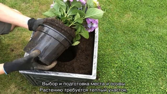 Гортензия шершавая или шероховатая — посадка и уход в открытом грунте смотреть онлайн