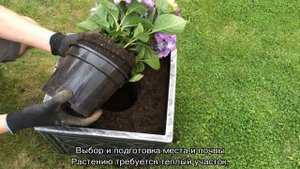 Гортензия шершавая или шероховатая — посадка и уход в открытом грунте