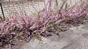 САМЫЕ КРАСИВЫЕ КУСТАРНИКИ, цветущие весной. Почему их САЖАЮТ ЗА ЗАБОРОМ?
