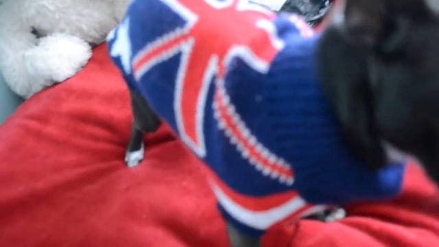 Розпаковка з китаю/ одяг для чіхуахуа/ Vika Bilous смотреть онлайн