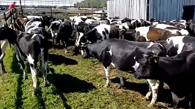Холмогорская молочная порода коров   Племенной крупно рогатый скот  продажа 8965617005 WhatsApp