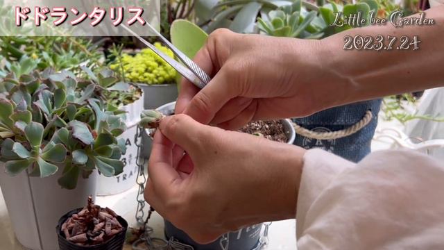 【多肉植物】上手に夏越しさせるポイント❣️【ガーデニング】 смотреть онлайн