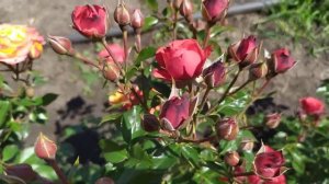 РЕД МИКАДО (Red Micado) W. Kordes Sohne,  Германия,  2005 Спрей (Spray)