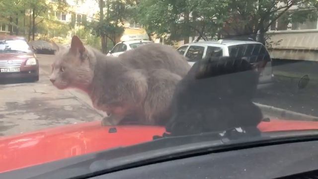 Наглые коты смотреть онлайн