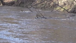 Уровень воды и паводок на реке Юшут. Устье Юшута - впадение в реку Илеть. Весна 2019