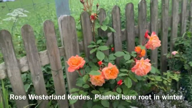 English Rose Garden Tour | Newly Planted | Newly Purchased | Kordes Roses | David Austin Roses смотреть онлайн