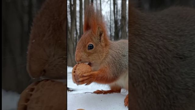 Выбери белка