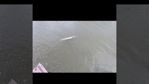 Запуск хищной белуги в свой пруд