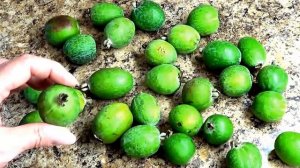 Фейхоа. Чем полезен? Заготовка на зиму.