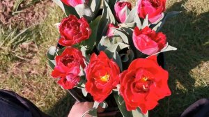 Tulip Red Princess, a review of a bright red double flowered tulip