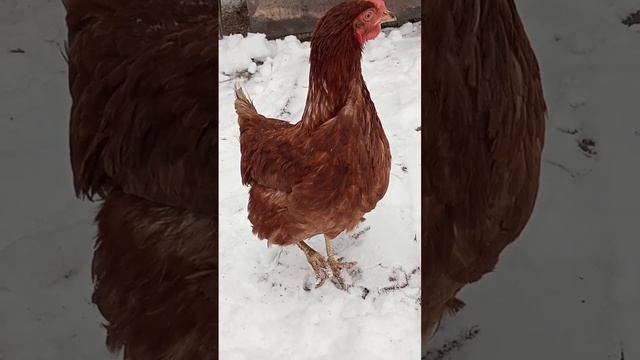 Курица стоит на одной ноге