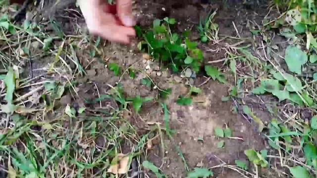 Как сделать флорариум на улице
