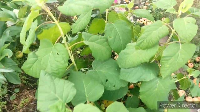 Обзор моих цветов на улице, 15 сентября 2022 г. смотреть онлайн