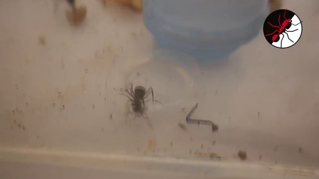 Муравьи Formica Rufa. Замена пробирок в формикарии. смотреть онлайн