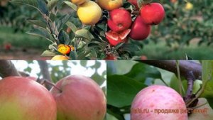 Яблоня обыкновенная Богатырь - Антоновка обыкновенная ? обзор: как сажать, саженцы яблони