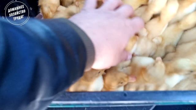 Новые Жители В Теплице! Утка Стар-53!!! смотреть онлайн