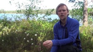 Багульник болотный / Ledum palustre